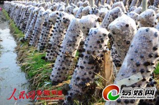 岳西五河河西畈上桑枝木耳長勢喜人 ()
