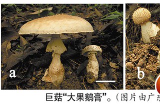 白云山發(fā)現(xiàn)巨菇新品種 專家：該菇微毒不宜食用 ()