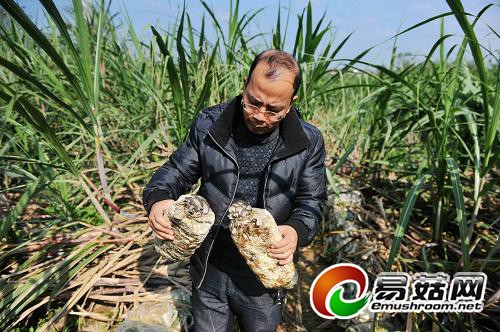 廣西寧明：蔗田套種食用菌 延長甘蔗產(chǎn)業(yè)鏈