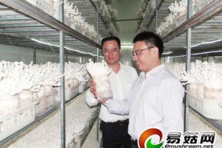 福建古田農信聯(lián)社創(chuàng)新打造“食用菌專業(yè)銀行” ()