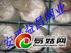 河北益昌 供应食用菌网片图1