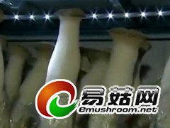 食用菌生长灯条 食用菌LED灯带 食用菌补光灯 LED灯带图3