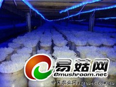 食用菌生长灯条 食用菌LED灯带 食用菌补光灯 LED灯带图1