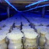 食用菌生长灯条 食用菌LED灯带 食用菌补光灯 LED灯带