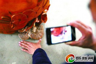 彌勒佛像底部驚現(xiàn)靈芝 專家鑒定是真的靈芝 ()