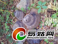 法国野生灵芝供应图1