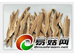 灵芝图1