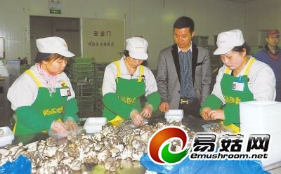 罗源县食用菌产业龙头企业—益升食品公司的员工在包装秀珍菇。