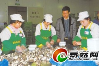 “全國秀珍菇第一縣”如何養(yǎng)成(組圖) ()