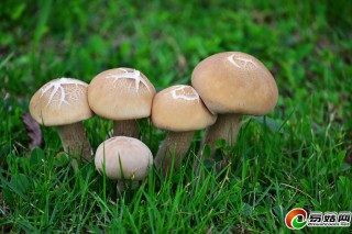 2013年國外食藥用真菌研究動態(tài)大盤點 ()
