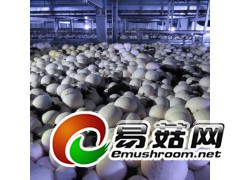 菌种，工厂化生产技术图1