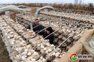 河南泌陽：小小食用菌 創(chuàng)造大效益 ()