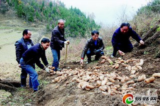寧強縣燕子砭鎮(zhèn)規(guī)范化種植天麻3980畝 出口韓國 ()