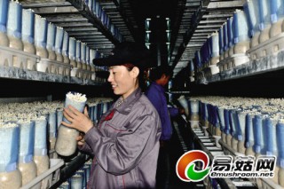 康平綠色食品金針菇供不應(yīng)求 ()