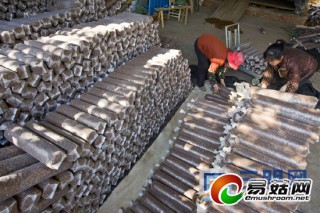 福建尤溪食用菌產(chǎn)業(yè)創(chuàng)產(chǎn)值6.37億元 ()