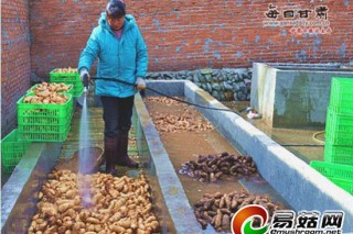 甘肅康縣天麻產(chǎn)值突破1億元 ()