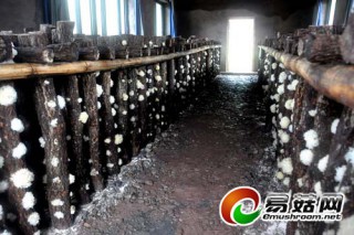 通江縣大力發(fā)展食用菌產(chǎn)業(yè)剪影 ()
