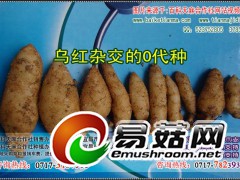 天麻的生长期，天麻种植好赚钱吗，室内种天麻图1