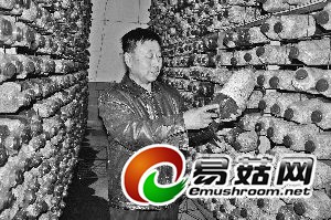 吕志强在他的杏鲍菇出菇室观察杏鲍菇生长情况。本报记者