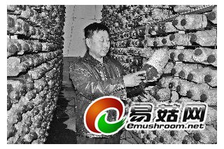 杏鮑菇里的生意經(jīng)(圖) ()