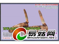 天麻生长图片，天麻的亩产量，天麻适合北方种植吗图1