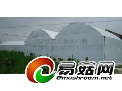 香菇种植大棚膜膜 香菇防晒膜 香菇遮阳膜 香菇专用黑白膜图3