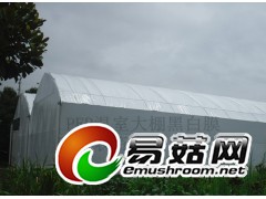 草菇专用黑白膜 草菇大棚种植膜 草菇防晒膜图1