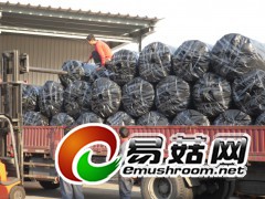 农用黑白膜 食用菌农膜 食用菌大棚膜 食用菌反光膜图1