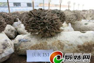 “慶灰151”成為浙江省首個灰樹花審定品種 ()
