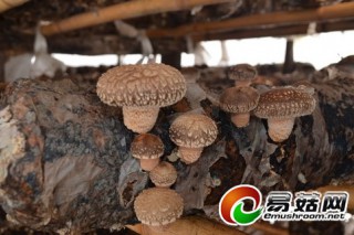 陜西商南縣富水鎮(zhèn)大力發(fā)展食用菌香菇栽培 ()