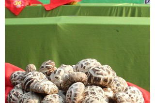 “森源杯”远安最美香菇决赛在茅坪场镇举行