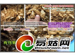 家种天麻价格，云南天麻种植基地，天麻种植加盟可靠吗图1