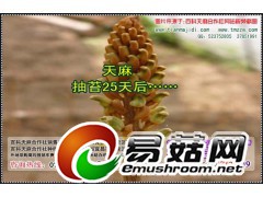 野外天麻种植技术，天麻的市场价格，天麻种植户图1