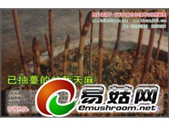 天麻种植前景，天麻的栽培，乌天麻价格图1