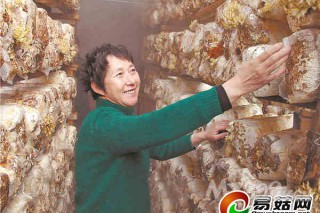 蘑菇大棚內(nèi)，鐵鍋當(dāng)起加濕器 ()