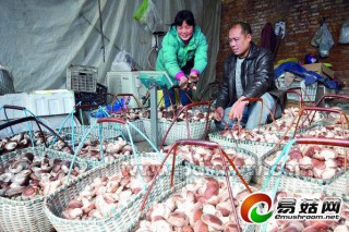 河南北渡鎮(zhèn)：規(guī)模種植食用菌 ()