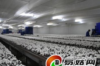 荷蘭蘑菇工廠化 產(chǎn)業(yè)分工細(xì)到家 ()