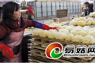 古田縣：貴順食用菌專業(yè)合作社年產(chǎn)值7000萬元 ()