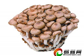 自家種蘑菇，來(lái)試試吧(圖) ()