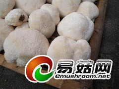 古田县原产猴头菇图1