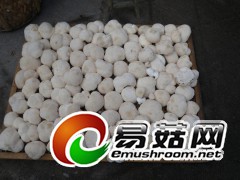 古田县原产猴头菇图2