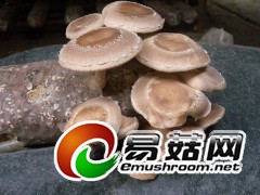 古田原产香菇图1