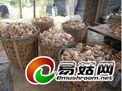 古田原产香菇图2