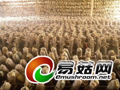 古田原产香菇图3