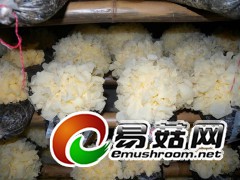 古田原产银耳图1