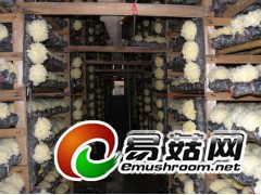 古田原产银耳图2