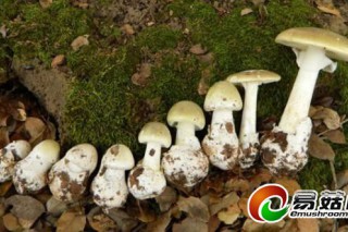 劇毒死帽菇酷似食用菌 30克即可致人死亡 ()