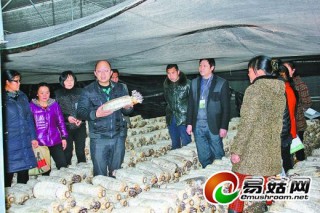 種食用菌技術(shù)送到大棚里(圖) ()