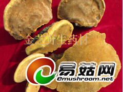 正宗野生桑树桑黄图2