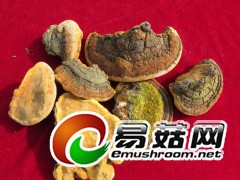 正宗野生桑树桑黄图3